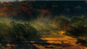 Mist Lifting off Cedars / dj @ oxherder arts / CC BY-NC-SA